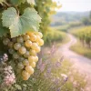 Voyager le long de la route des vins en Auvergne Rhône Alpes