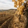 Vendanges 2026 : le Beaujolais a douze jours d'avance sur le calendrier et le millésime se construit maintenant